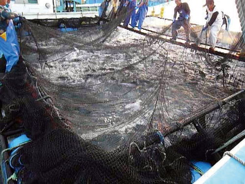 日本水产养殖业常年低水平徘徊 水产会议向渔协夺权督促向企业开放渔业权
